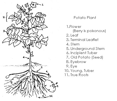 
The various parts of a potato plant.
